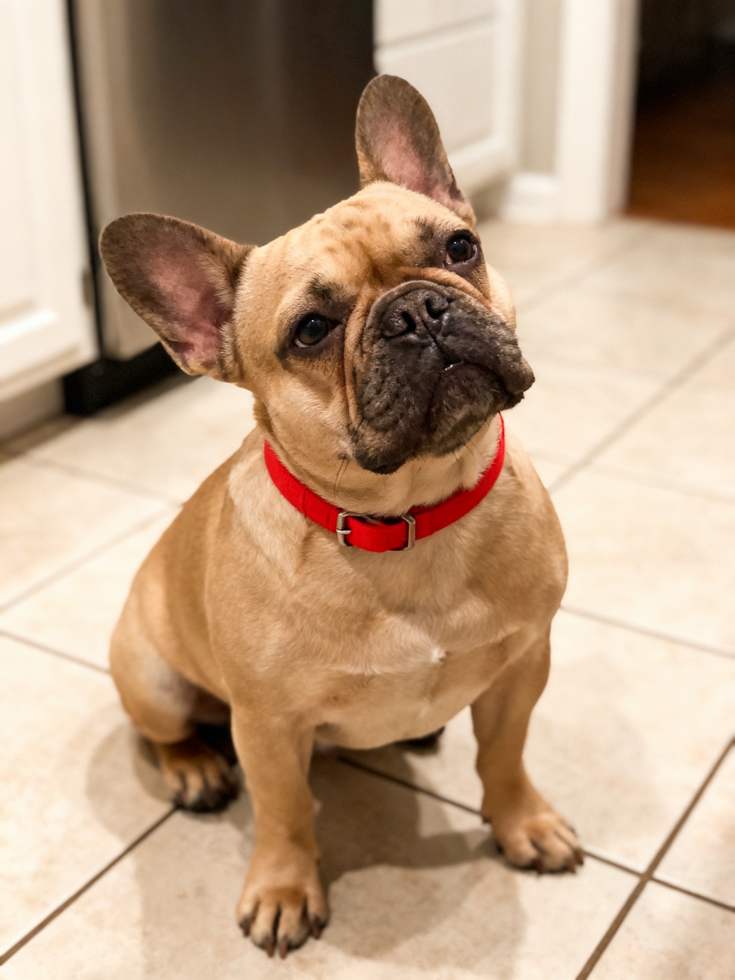 The starting phone photo of Biscuit, a French bulldog