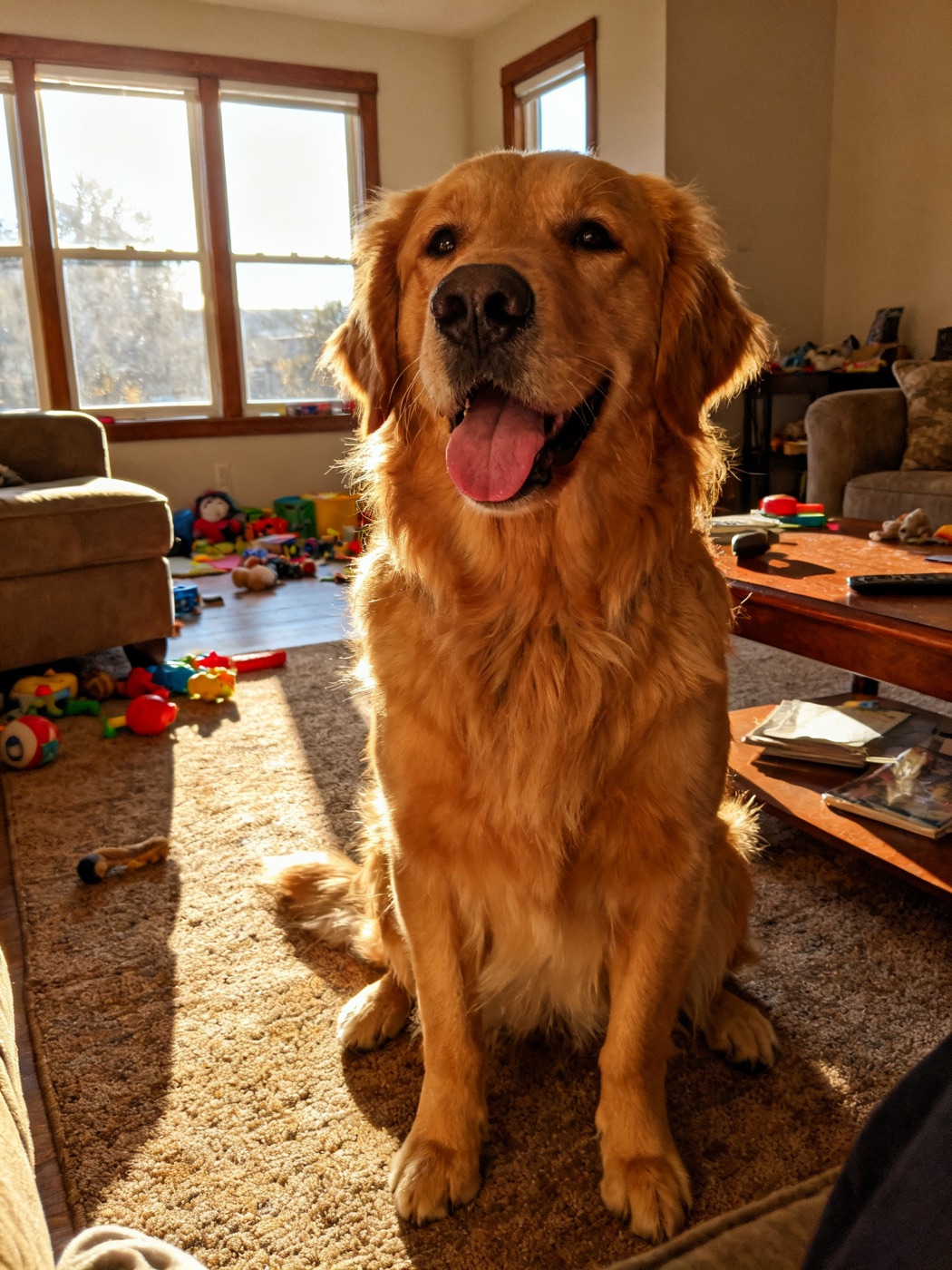 The original phone photo of Goldie