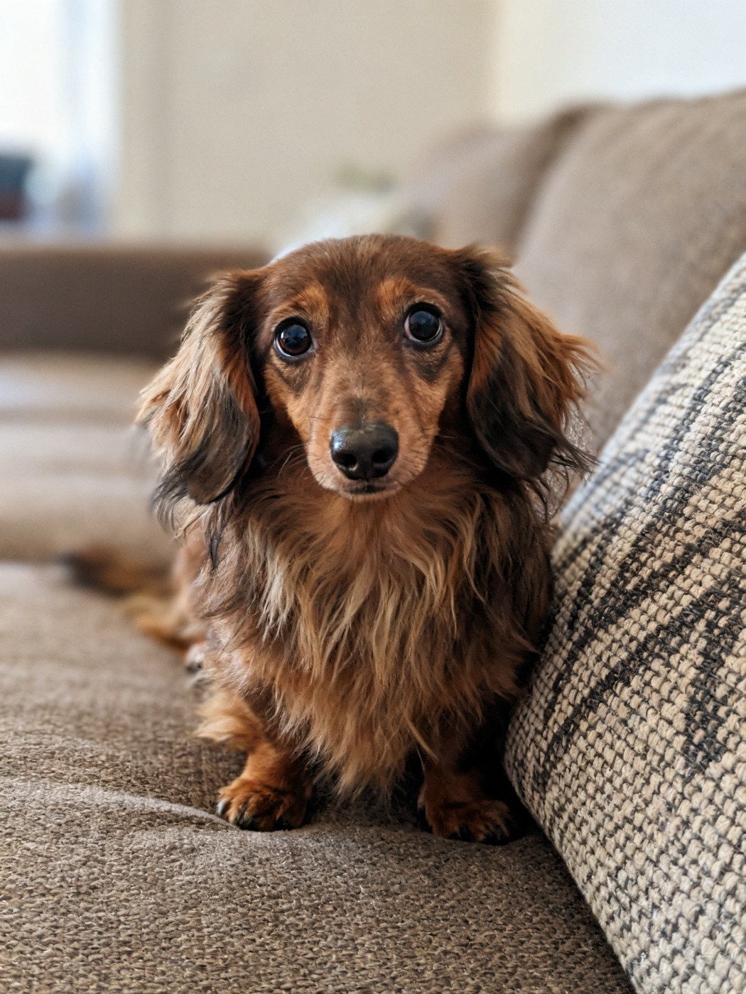 Phone photo of Noodle the dachshund